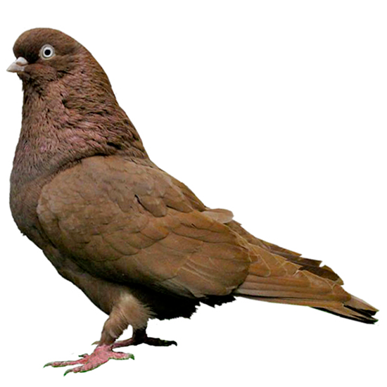 Australian Performing Tumbler Pigeon